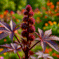 Honey Mendocino - Grow More