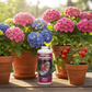 FloraNova Bloom con hortensias y tomatera en macetas