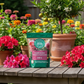 Gaia Green Power Bloom en jardín de traspatio con azaleas, zinias y naranjo enano